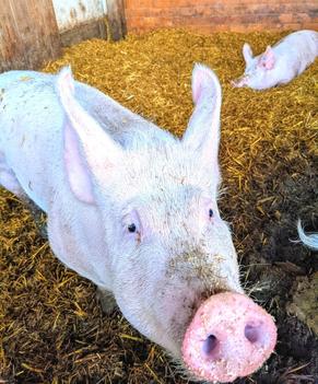 Schweine auf dem Ferienhof Angermüller in Bayern.