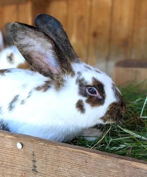 Kaninchen im Urlaub auf dem Bauernhof in Bayern