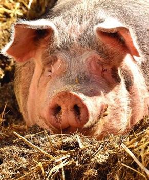 Schweine im Urlaub auf dem Bauernhof in Bayern