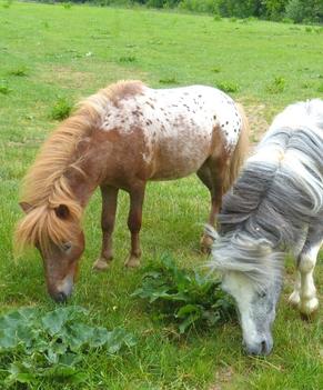 Urlaub auf dem Bauernhof mit Ponys. Ferienhof Angermüller in Oberfranken.