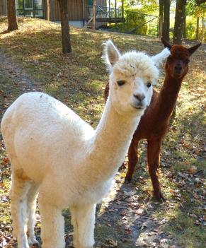 Alpakas im Urlaub auf dem Bauernhof in Bayern