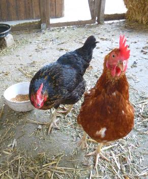 Hühner im Urlaub auf dem Bauernhof in Bayern