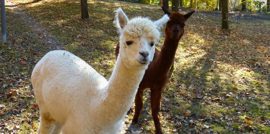 Kinderbauernhof mit Alpakas Kaninchen werden von Kindern gestreichelt auf dem Ferienhof Angermüller in Bayern.